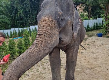 thailand/phuket-province/landmark/elephant-jungle-sanctuary-phuket-bang-tao-branch