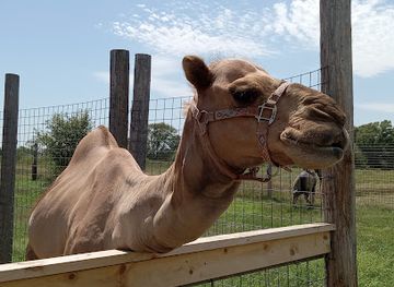 nebraska/grand-island/landmark/pete-s-safari