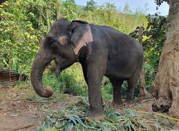 thailand/koh-chang/landmark/ban-kwan-chang-elephant-camp