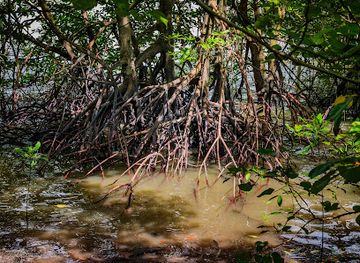 singapore/sungei-buloh-wetland-reserve/landmark/lumnitzera-walk