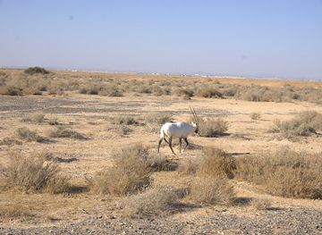 jordan/shawmari-wildlife-reserve/landmark/shaumari-wildlife-reserve