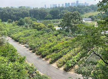 singapore/southern-ridges/landmark/canopy-walk-endpoint