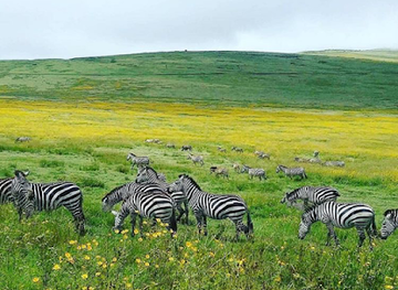 tanzania/ruaha-national-park/landmark/kitulo-national-park