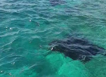 maldives/guraidhoo/landmark/k-guraidhoo-manta-point