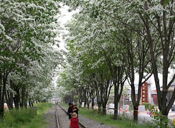 south-korea/jeonju/landmark/ipapnamu-cheolgil