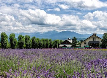 japan/hokkaido/landmark/sakiwai-field