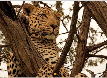 botswana/maun/landmark/mosu-safari-tours