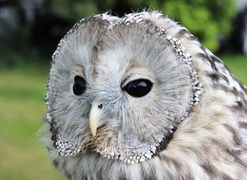united-kingdom/the-broads/landmark/happisburgh-owls