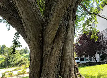 Covington's Favorite Tree