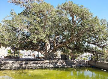 cyprus/ayia-napa/landmark/drevneishie-derevo-aiya-napy