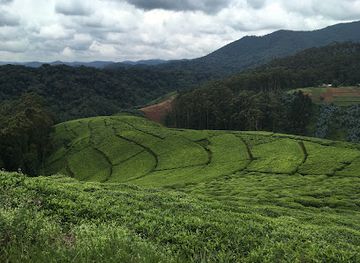 rwanda/gisenyi/landmark/nyungwe-forest-national-park