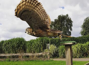 united-kingdom/lincolnshire/landmark/baytree-owl-and-wildlife-centre