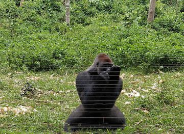 cameroon/littoral/landmark/parc-de-la-mefou-ape-action-africa