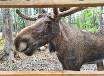 sweden/svealand/landmark/varmlands-moose-park