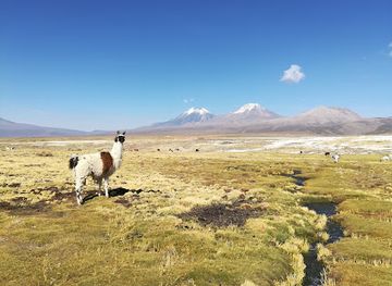 bolivia/yungas/landmark/banjo-tours