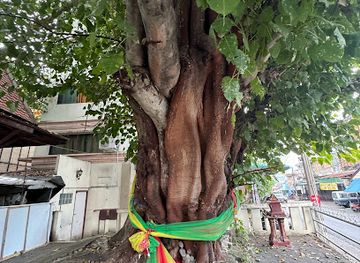 thailand/chiang-mai/old-city/landmark/huge-old-tree