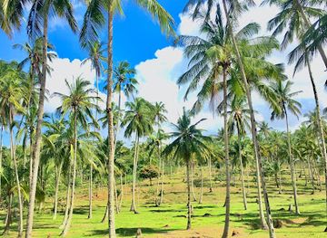 kenya/northern-frontier-district/landmark/sacred-mijikenda-kaya-forests