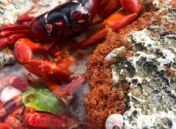 christmas-island/red-crabs-migration-area/landmark/west-white-beach