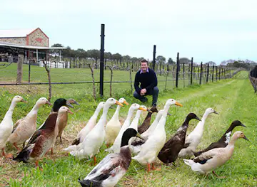 Angove McLaren Vale Vineyards and Cellar Door