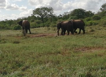 kenya/amboseli-national-park/landmark/arabuko-sokoke-national-reserve