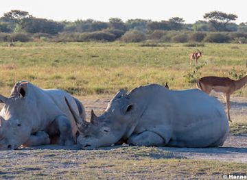 botswana/southern-district/landmark/khama-rhino-sanctuary