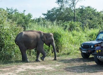 sri-lanka/central-province/landmark/minneriya-national-park