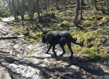 north-carolina/pisgah-national-forest/landmark/craggy-pinnacle-summit