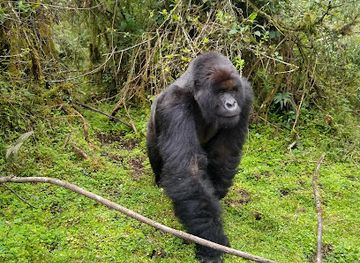 rwanda/volcanoes-national-park/landmark/shalom-safaris-rwanda