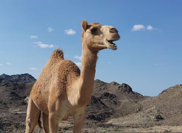 oman/masirah-island/landmark/gvoh