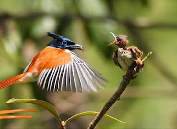 sri-lanka/hambantota-district/landmark/kalametiya-bird-sanctuary