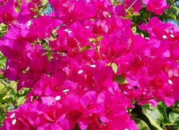 barbados/oistins/landmark/top-rock-roundabout