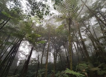 cameroon/forest-region/landmark/mt-cameroon