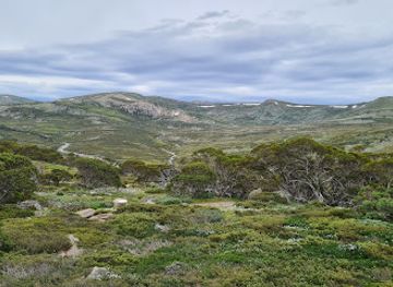 australia/kosciuszko-national-park/landmark/snow-gums-boardwalk