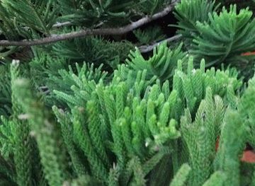 saudi-arabia/jeddah/al-khalidiyah/landmark/hadikat-al-shat-1