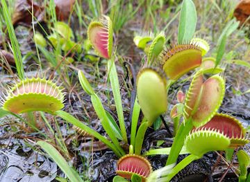 north-carolina/cape-fear-coast/landmark/stanley-rehder-carnivorous-plant-garden-at-piney-ridge-nature-preserve-wilmington