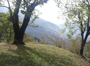 Dut ağacı61