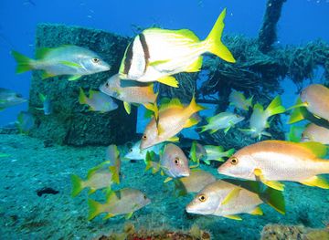 the-bahamas/exuma/landmark/dive-exuma