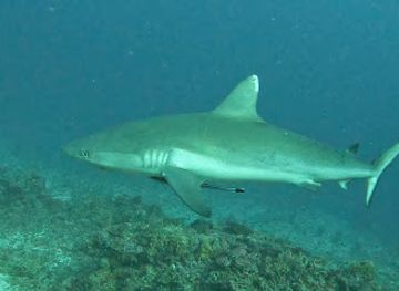 maldives/guraidhoo-island/landmark/kandooma-thila