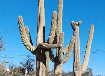 arizona/tucson-mountain-park/landmark/arthur-pack-regional-park