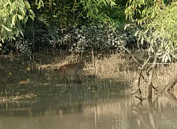 Sundarban সুন্দরবন National Forest (Bangladesh)