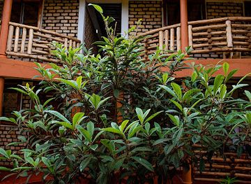 uganda/masaka/landmark/elite-backpackers-services-masaka