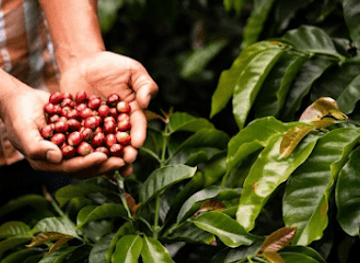 colombia/amazon/landmark/lavaive