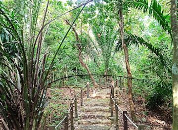singapore/macritchie-reservoir/landmark/costus-trail