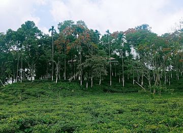 bangladesh/sylhet/landmark/malnicherra-tea-estate