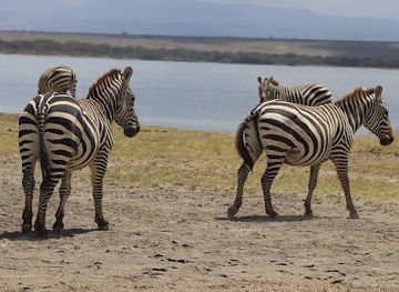 kenya/lake-nakuru-national-park/landmark/lake-elementaita-hot-spring