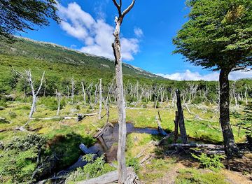 argentina/tierra-del-fuego/landmark/beaver