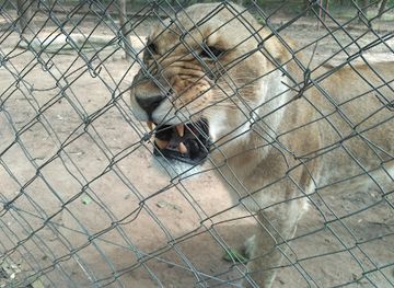 zambia/lusaka/landmark/zambia-safari