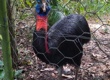 papua-new-guinea/morobe-region/landmark/rainforest-habitat