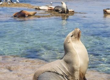 australia/eyre-peninsula/landmark/jones-island