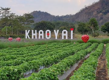 thailand/khao-yai/landmark/strawberry-picking-in-khaoyai